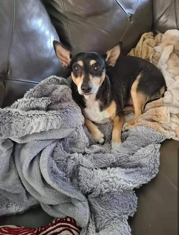 Lost dog in Unknown, TX, 787