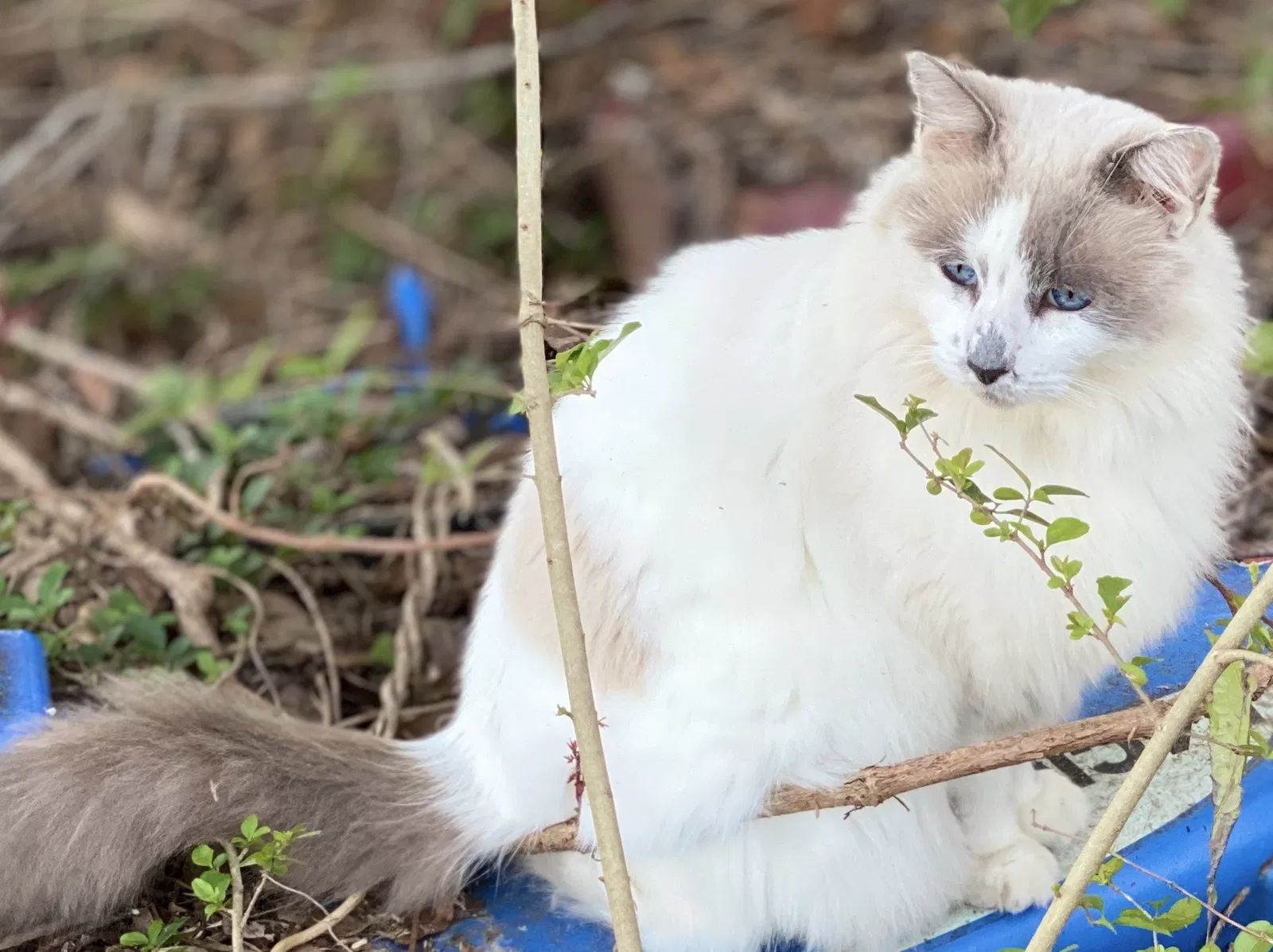 Lost cat in Fairhope, AL, 36532