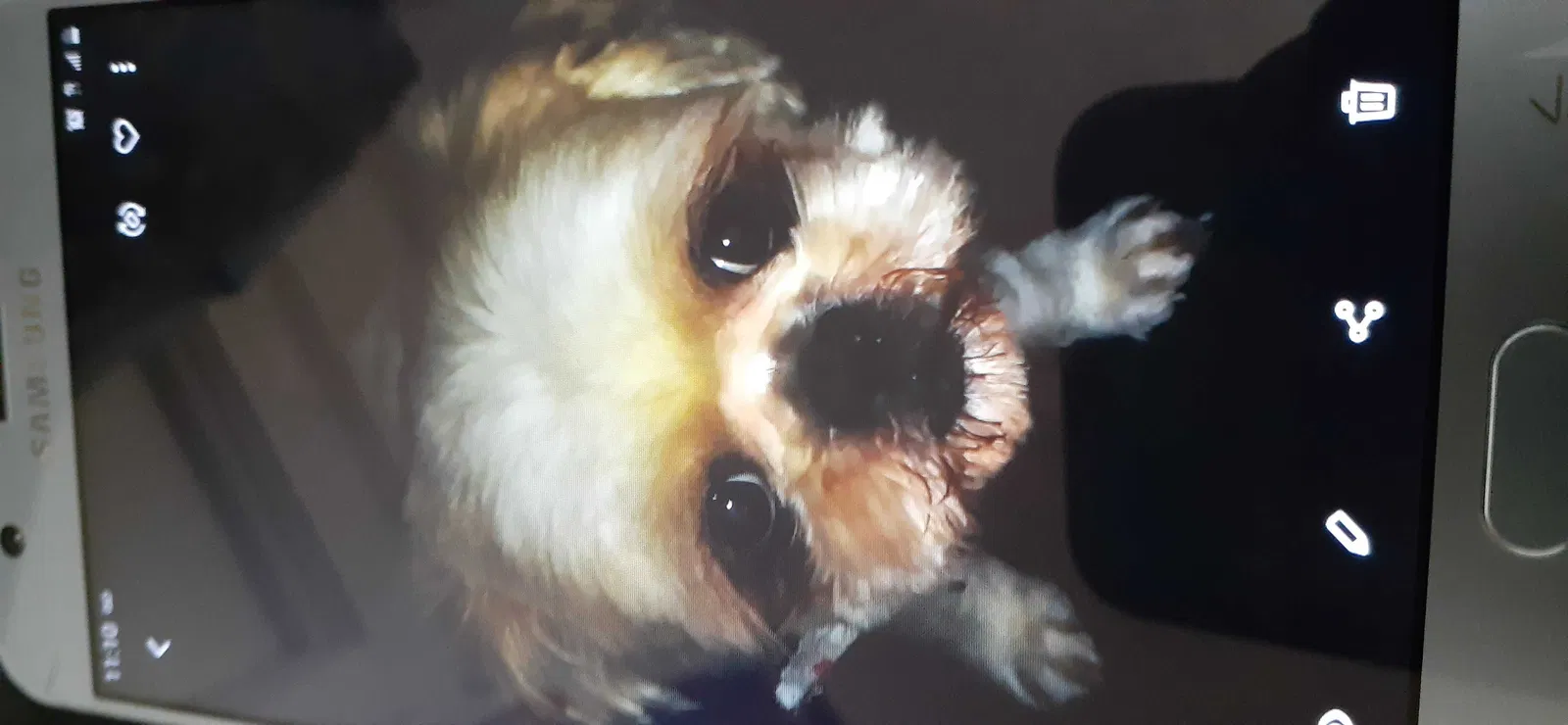 Lost dog in Grand Rapids, MI, 49507