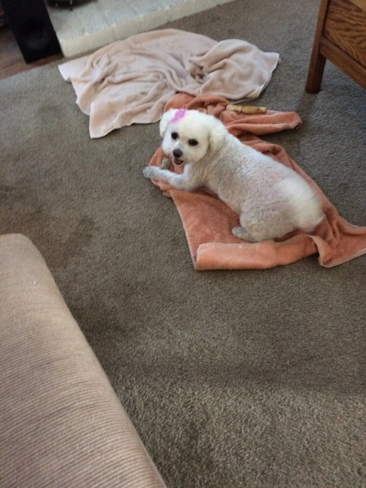 Lost dog in Camarillo, CA, 93010