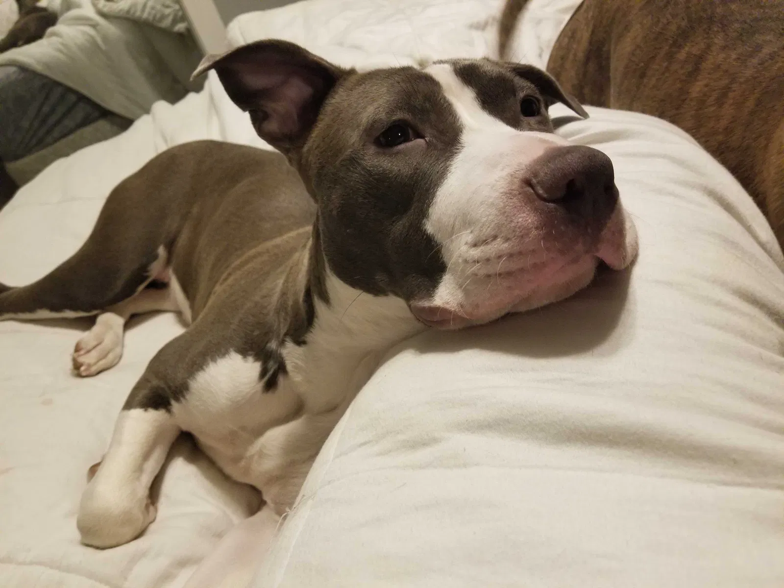 Lost dog in Springfield, MO, 65804