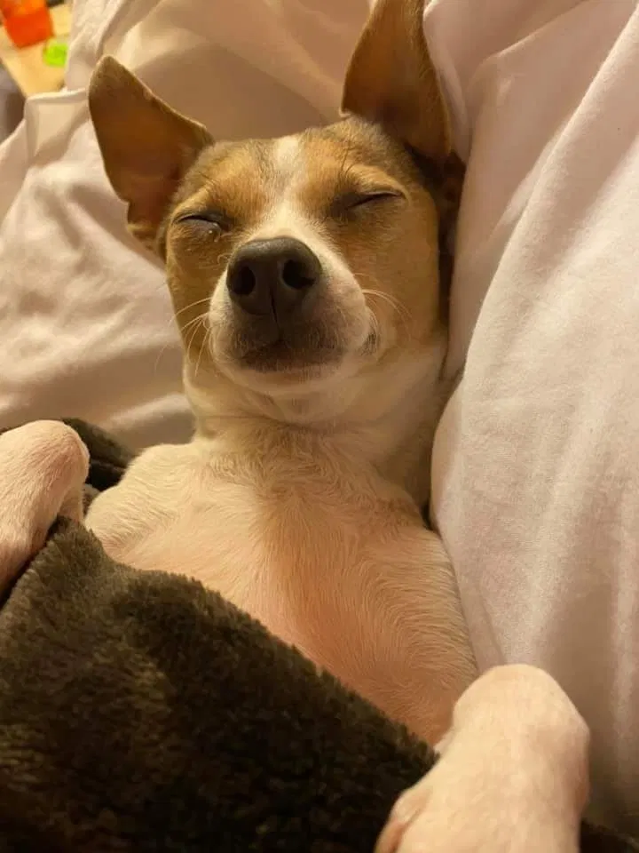 Lost dog in El Cajon, CA, 92019