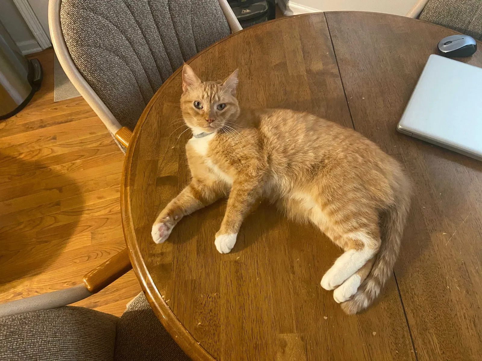 Lost cat in Powder Springs, GA, 30127