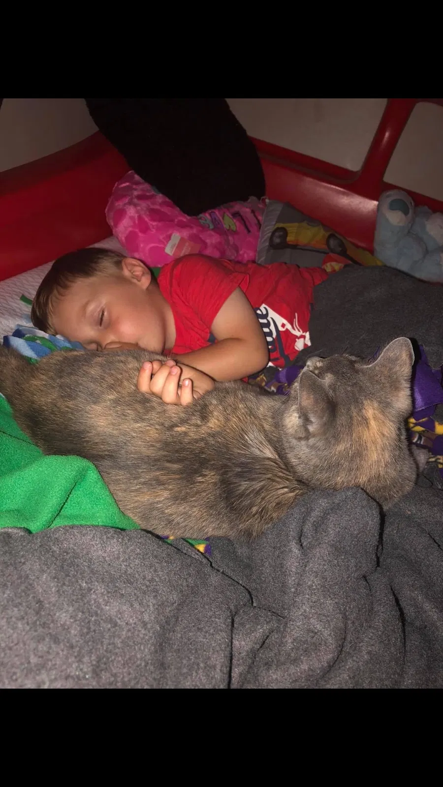Lost cat in Ely, IA, 52227