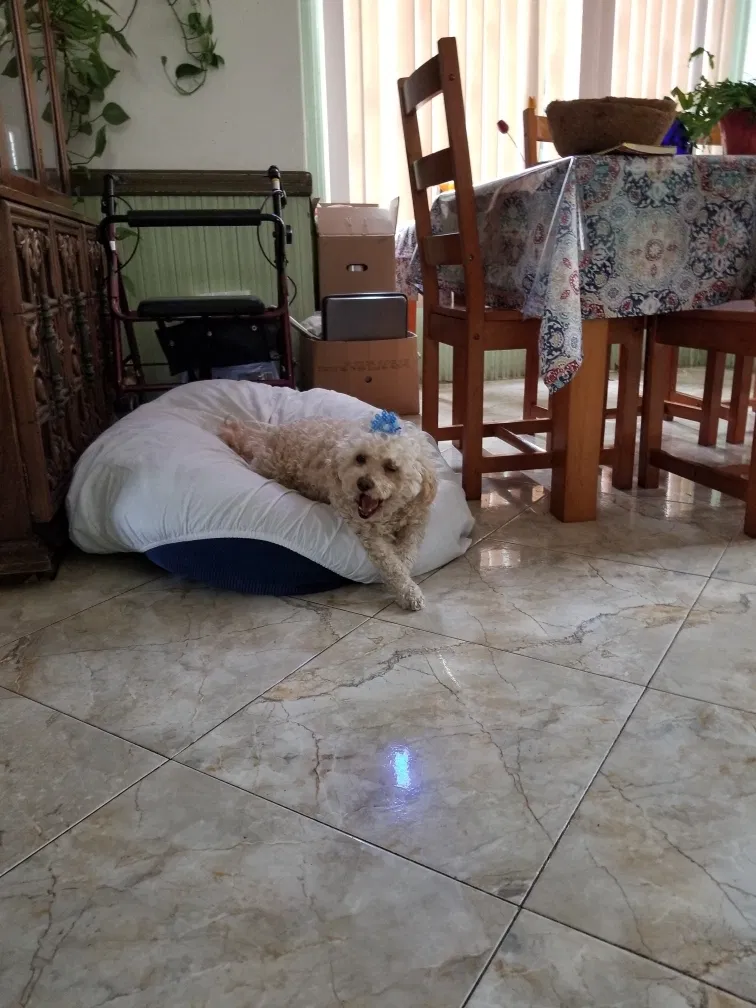 Lost dog in National City, CA, 91950