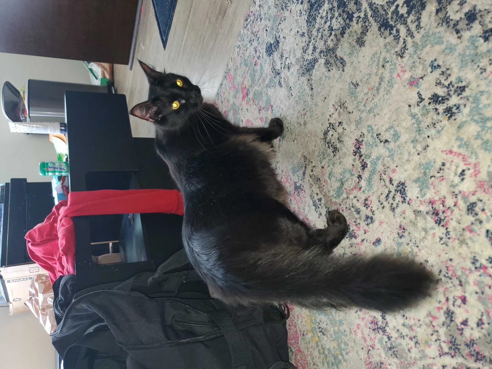 Lost cat in San Diego, CA, 92106