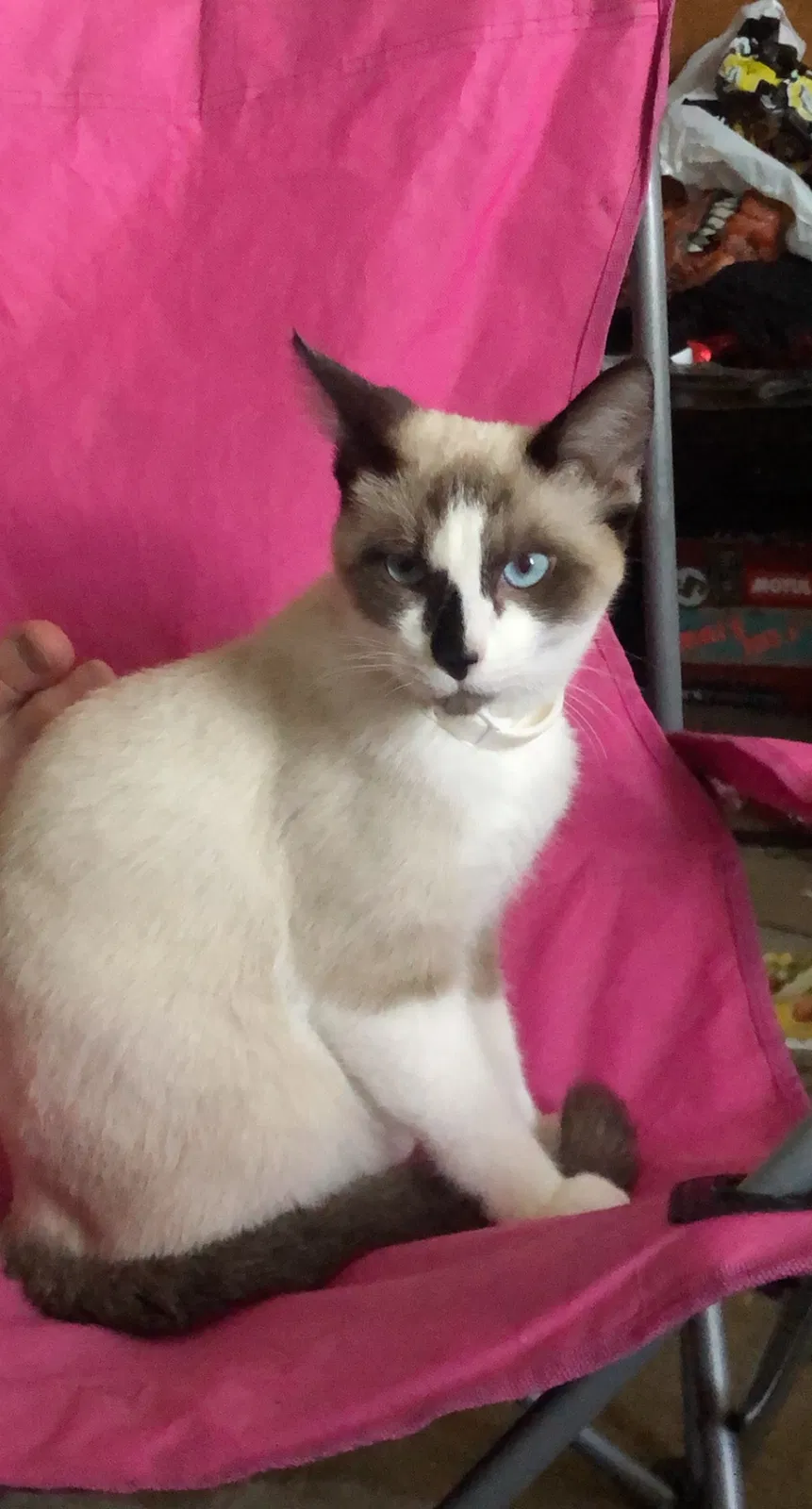 Lost cat in Riverside, CA, 92501