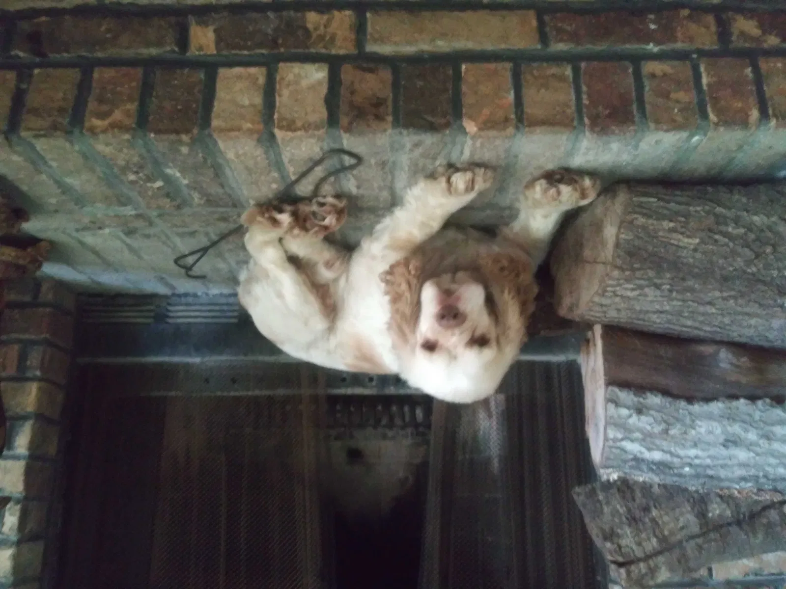 Lost dog in Dothan, AL, 36301