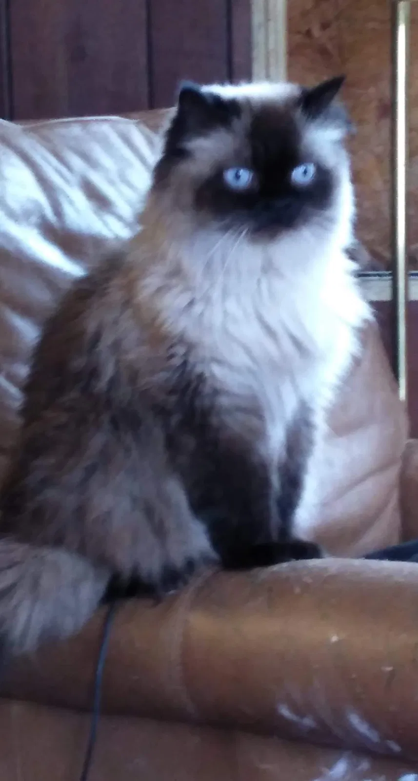 Lost cat in Massillon, OH, 44647