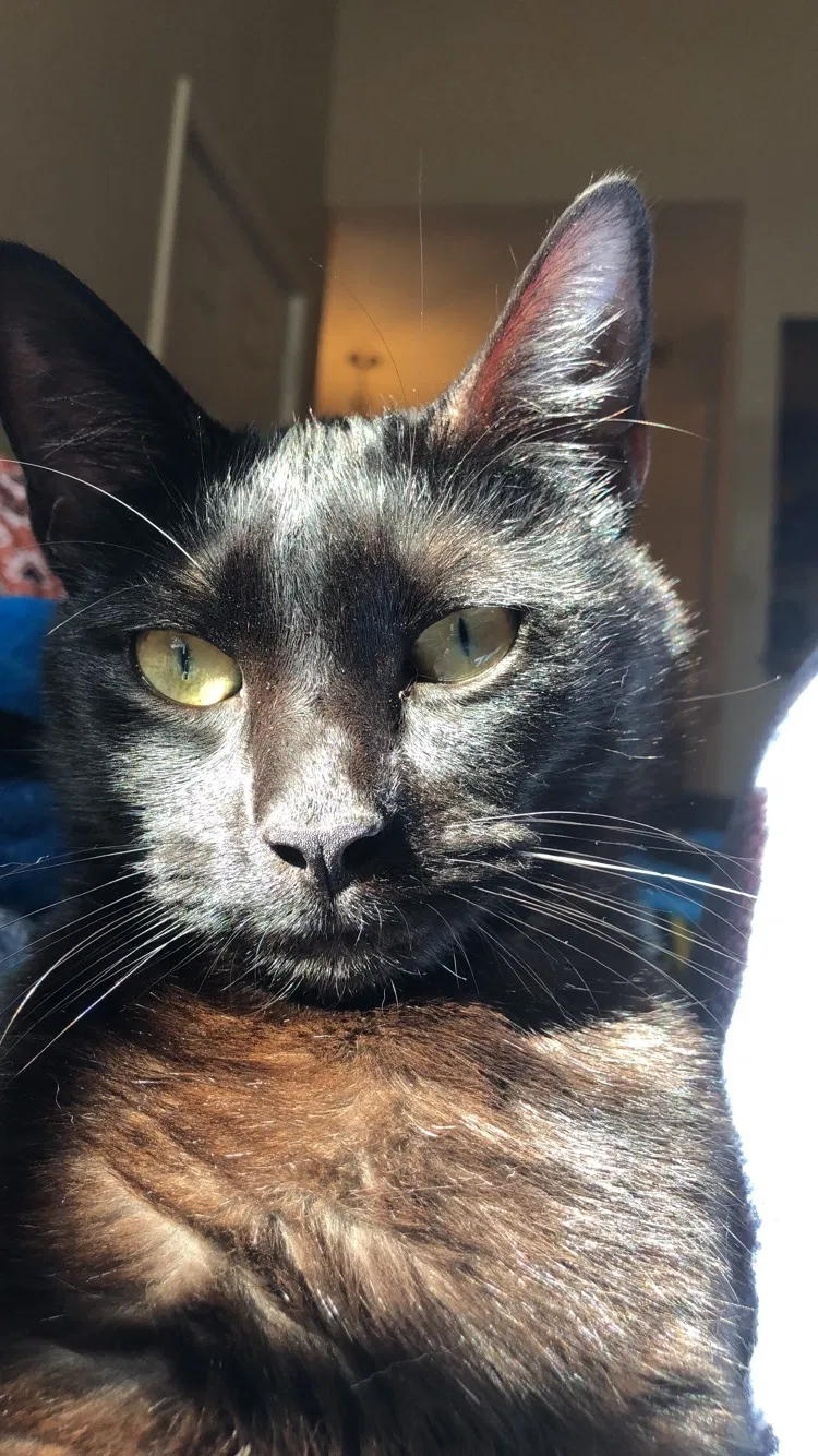 Lost cat in Winter Park, FL, 32792