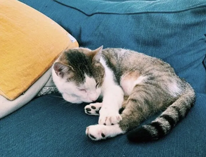Lost cat in Orlando, FL, 32804