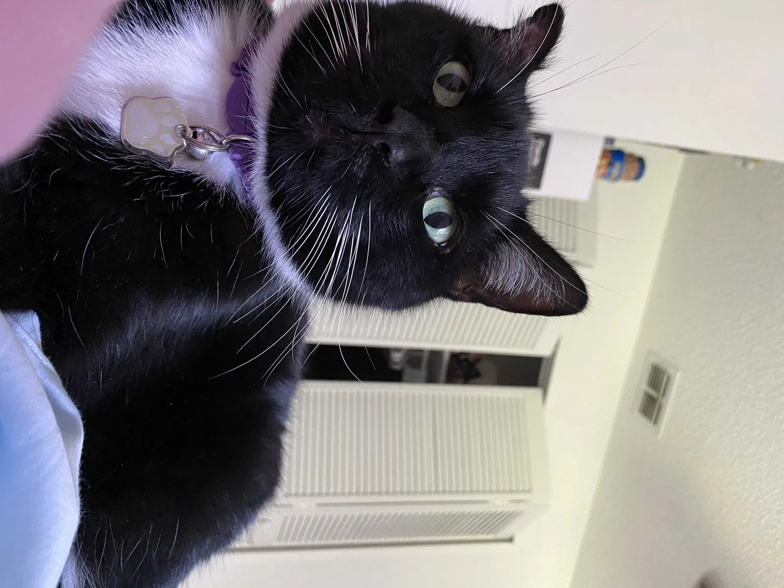 Lost cat in Winter Springs, FL, 32708