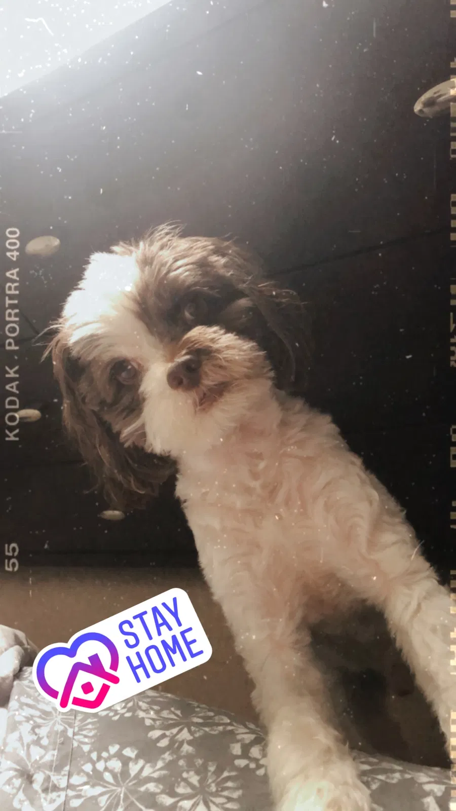 Lost dog in Lawrenceville, GA, 30046