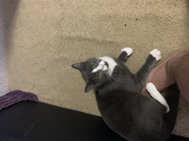 Lost cat in Fort Lauderdale, FL, 33328