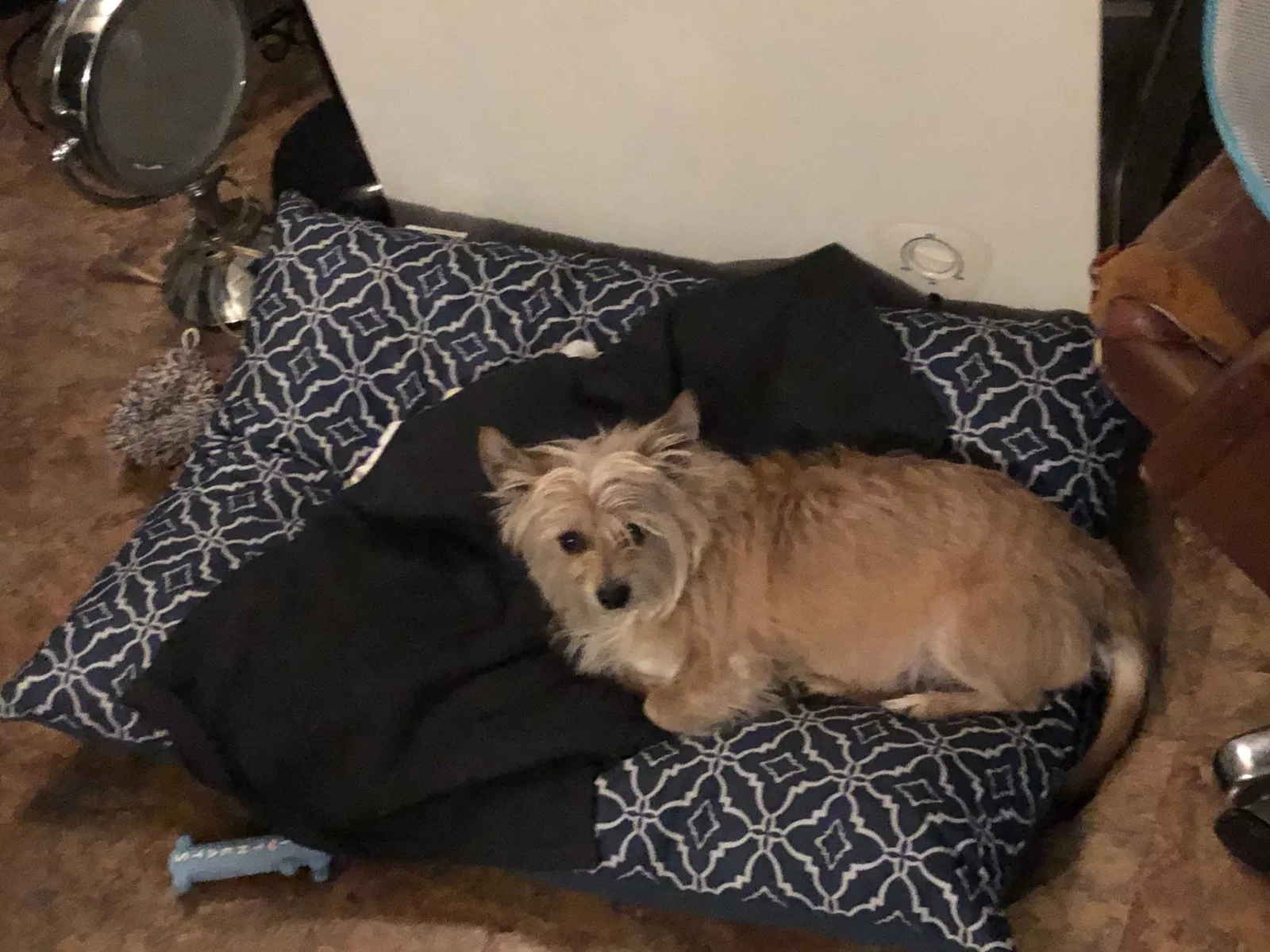 Lost dog in Cambria Heights, NY, 11411
