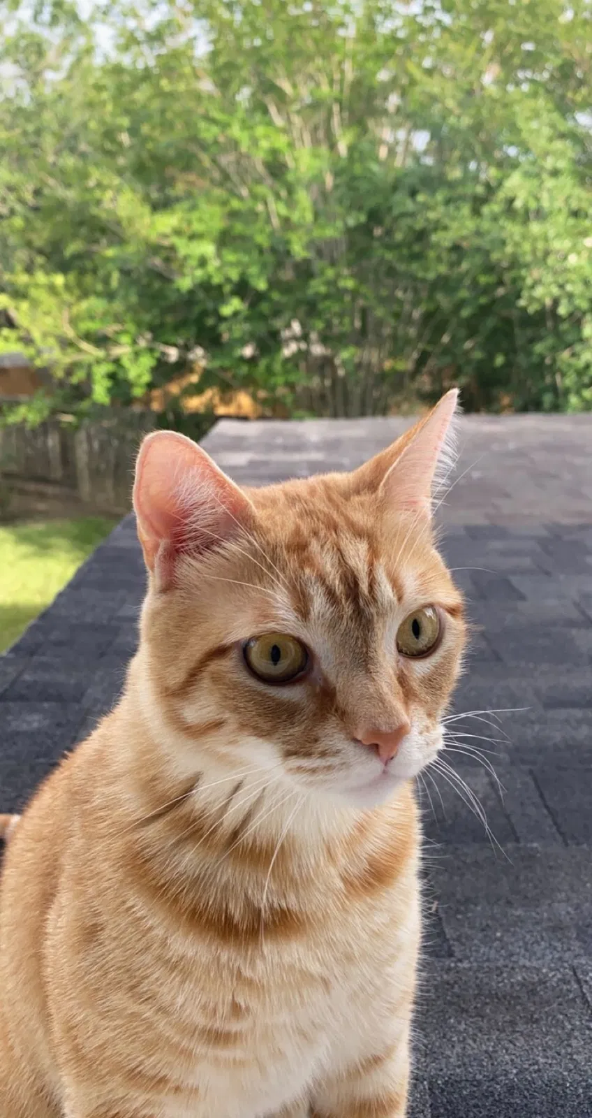 Lost cat in Katy, TX, 77450