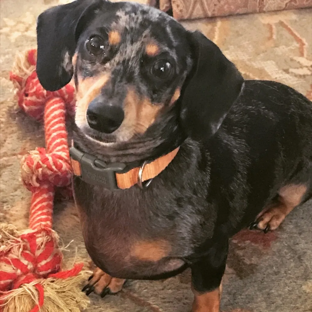 Lost dog in Oviedo, FL, 32765