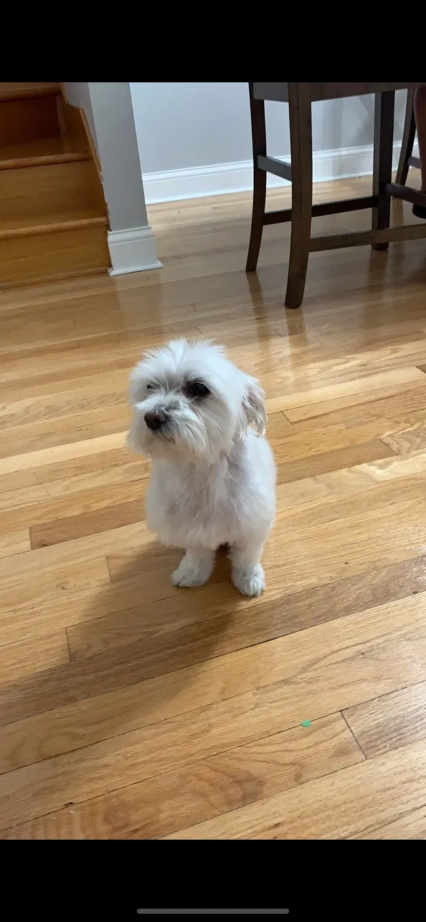 Lost dog in Chicago, IL, 60634