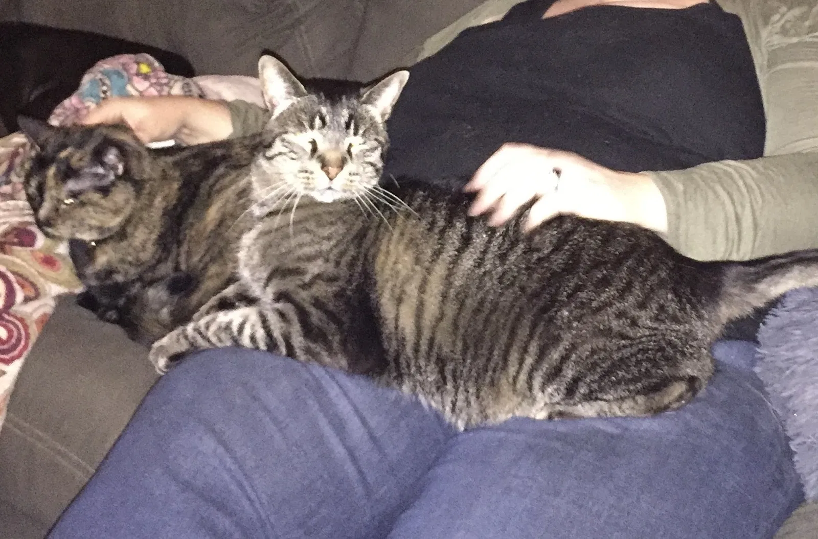 Lost cat in Aurora, CO, 80013
