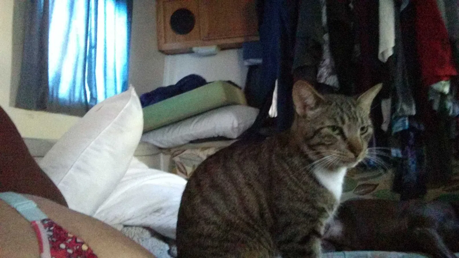 Lost cat in Orlando, FL, 32809