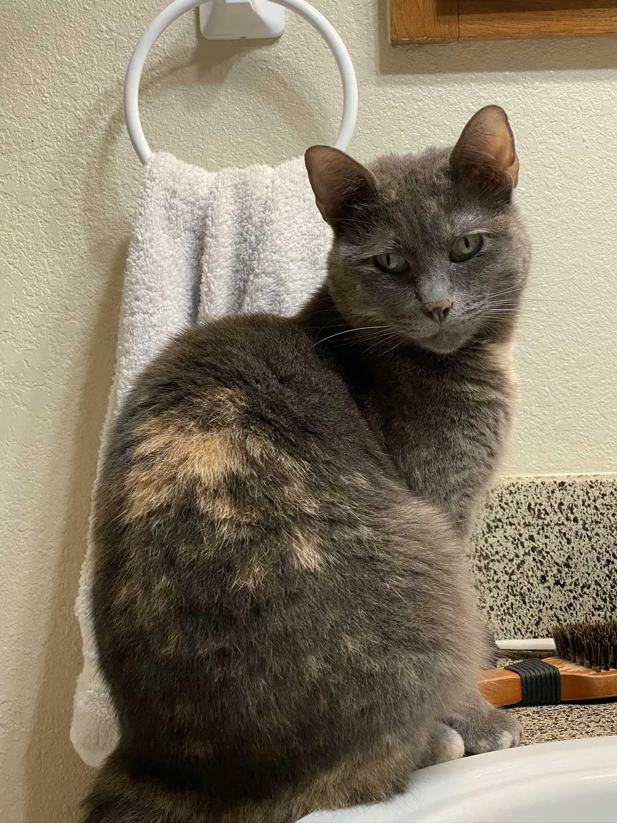Lost cat in Bedford, TX, 76021
