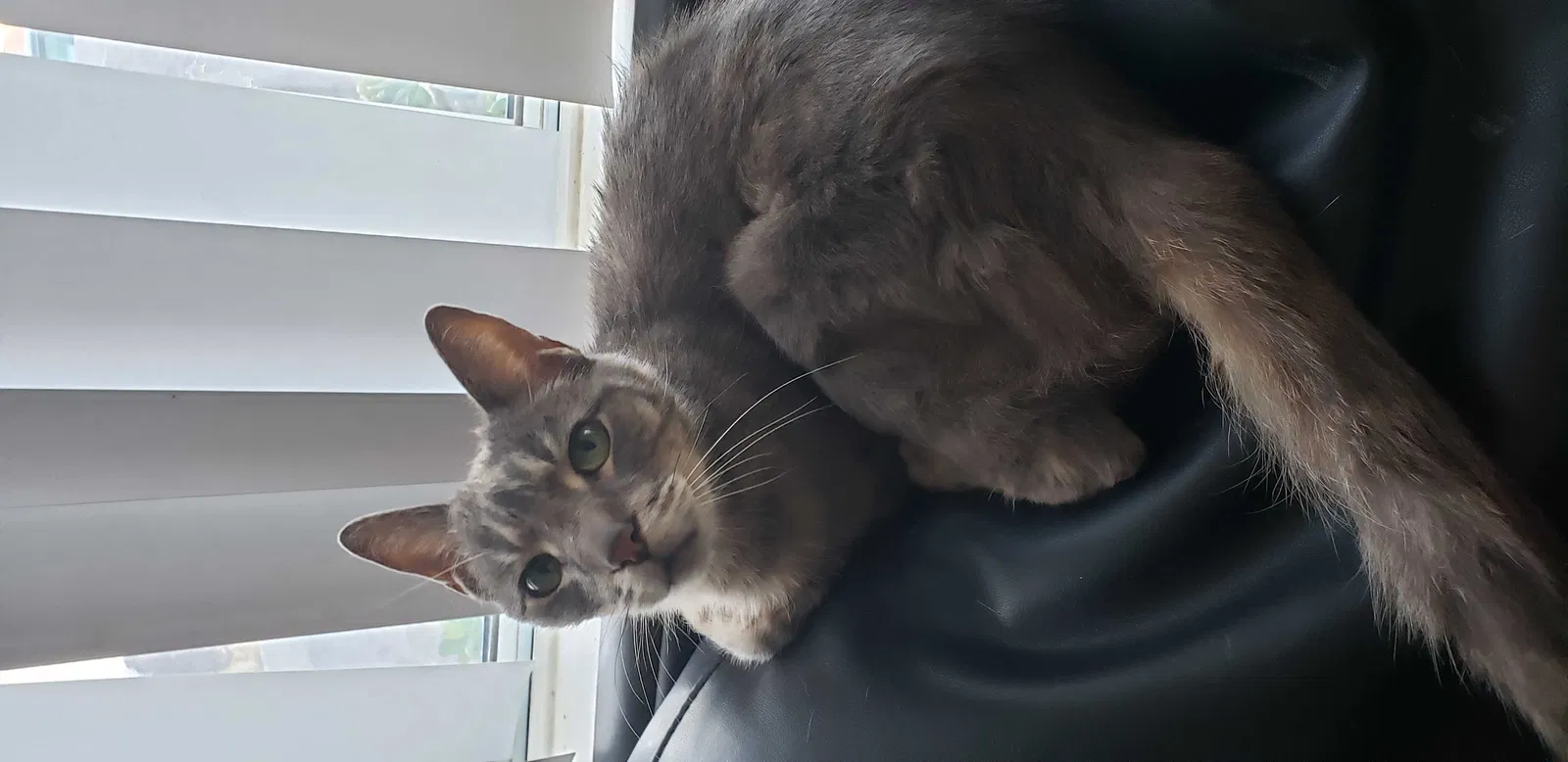 Lost cat in Westminster, CA, 92683
