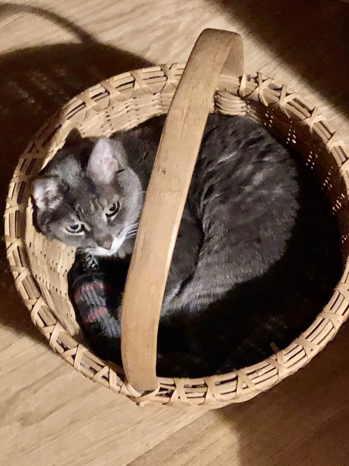 Lost cat in Downers Grove, IL, 60516