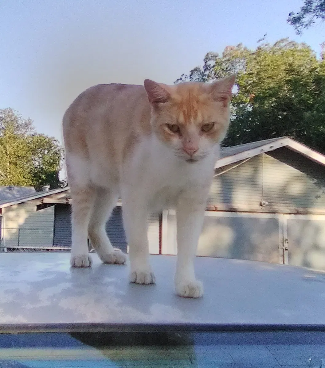 Lost cat in New Braunfels, TX, 78130