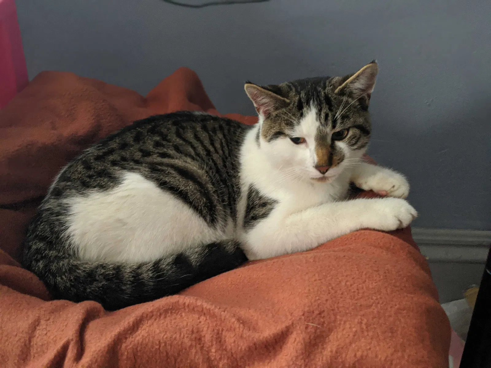 Lost cat in Bryan, OH, 43506