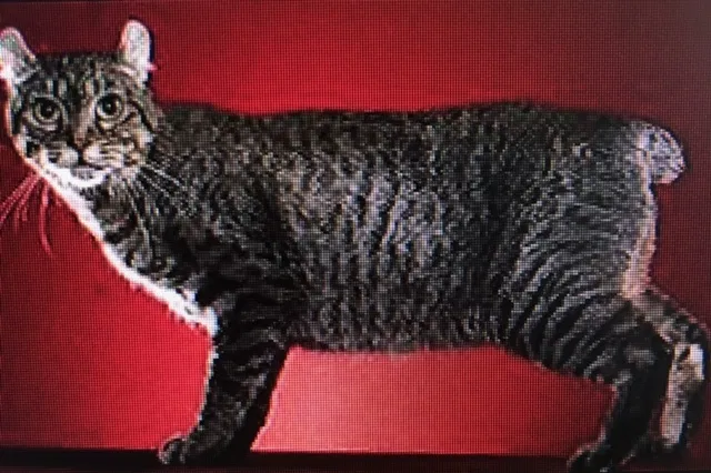 Lost cat in Buffalo Grove, IL, 60089