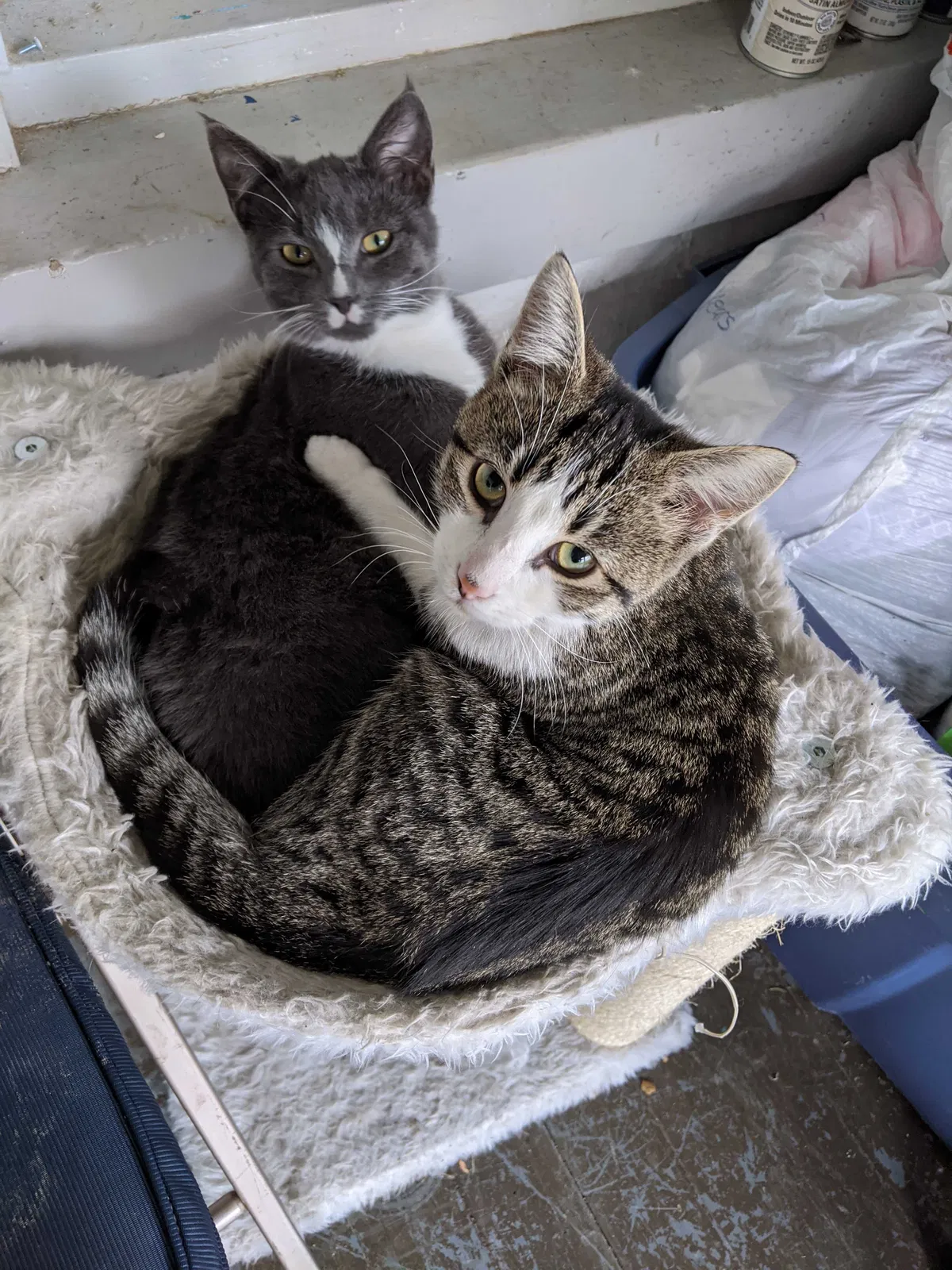 Lost cat in Bryan, OH, 43506