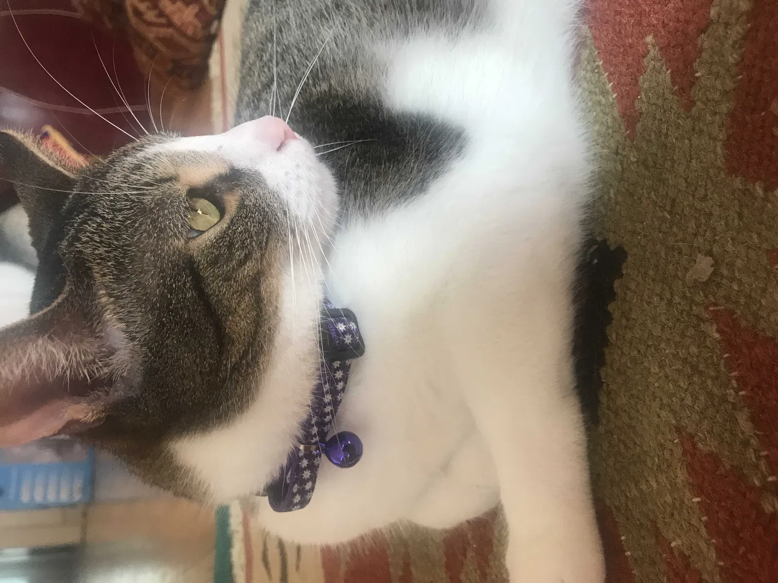 Lost cat in Cuyahoga Falls, OH, 44223