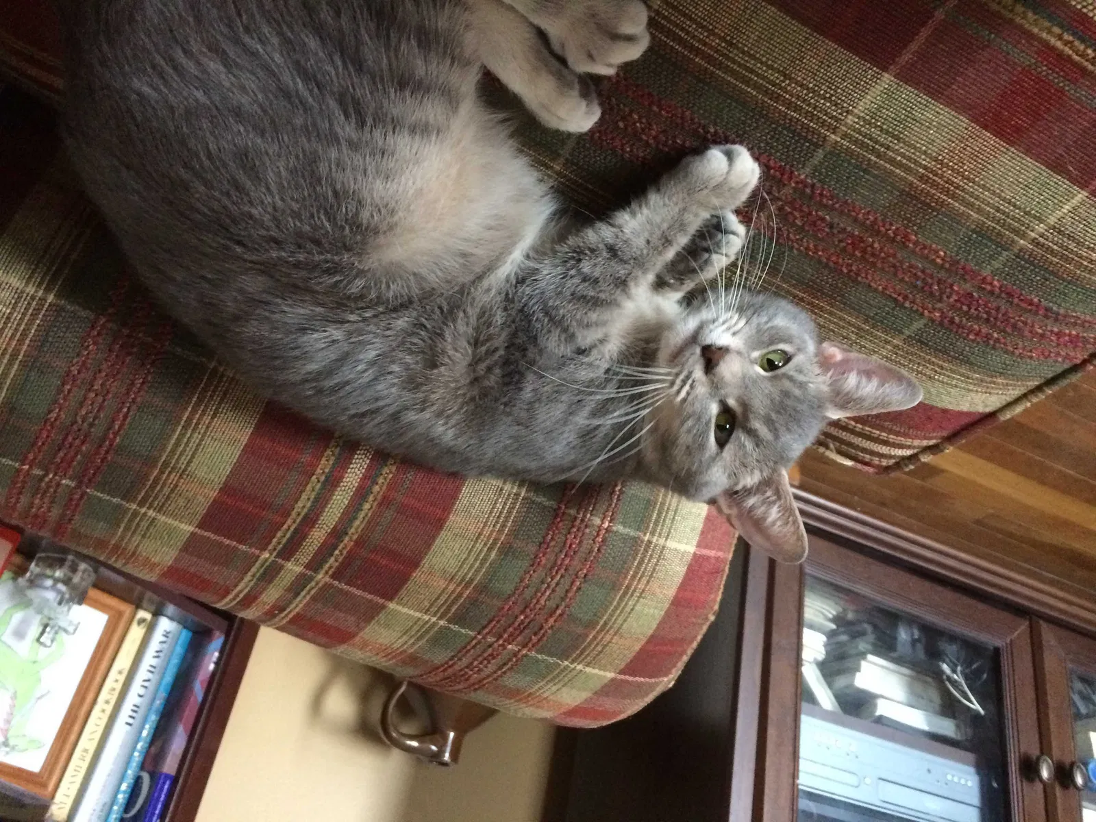 Lost cat in Marion, OH, 43302