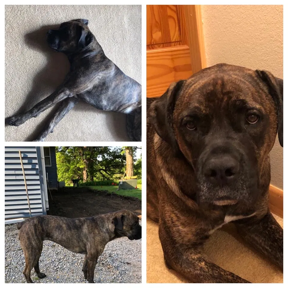 Lost dog in Good Thunder, MN, 56037