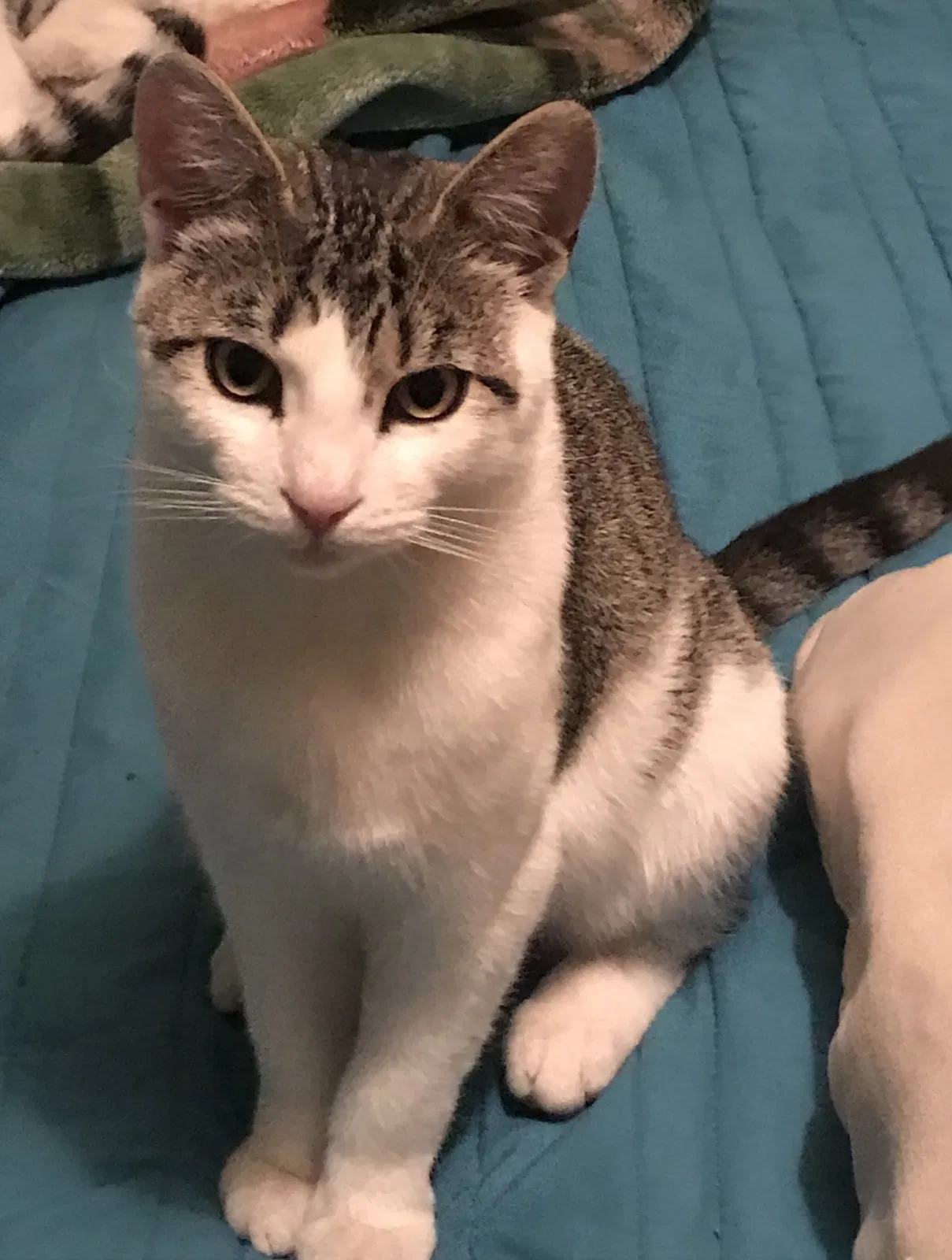 Lost cat in Inglewood, CA, 90303