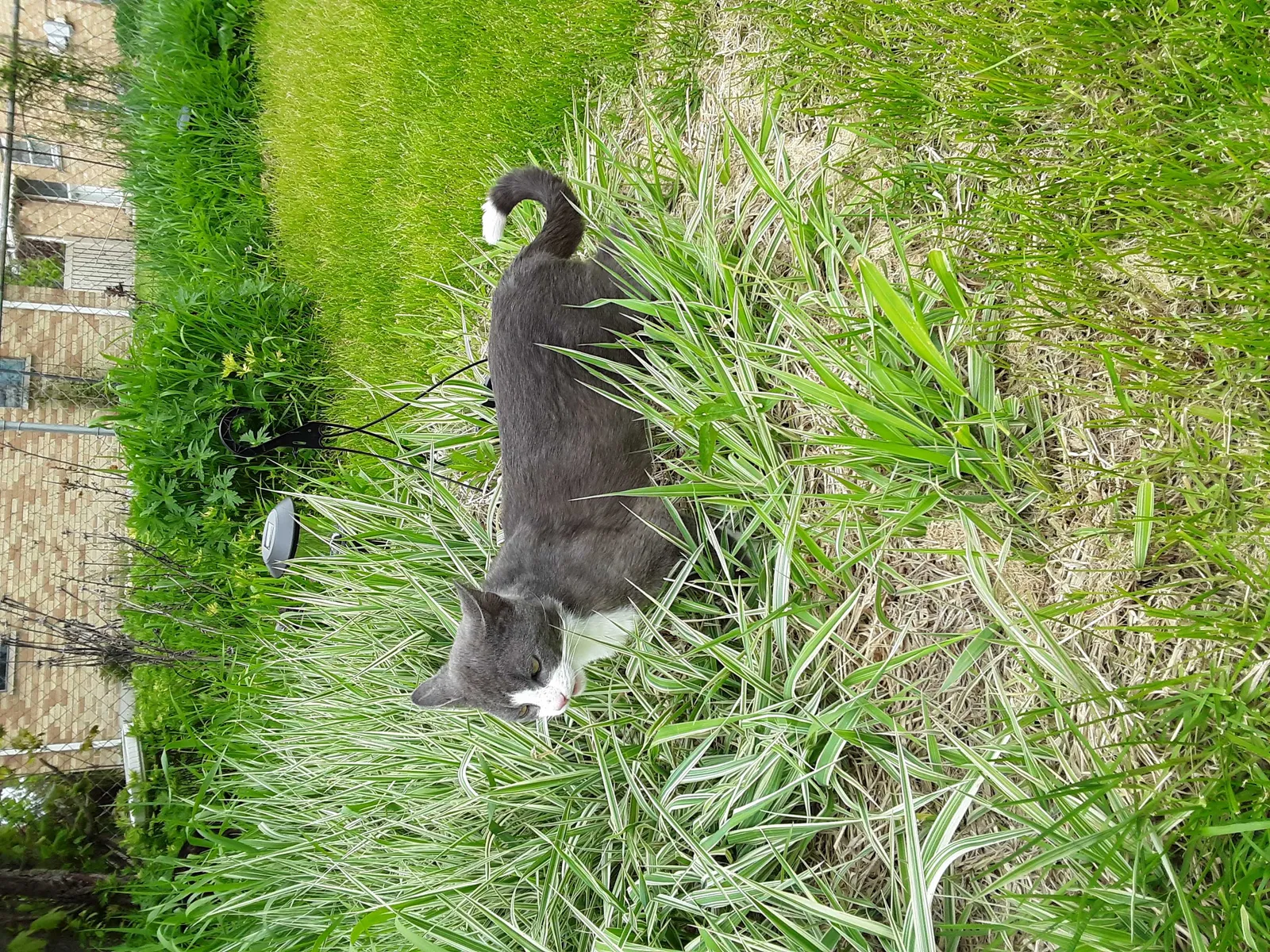 Lost cat in Westchester, IL, 60154