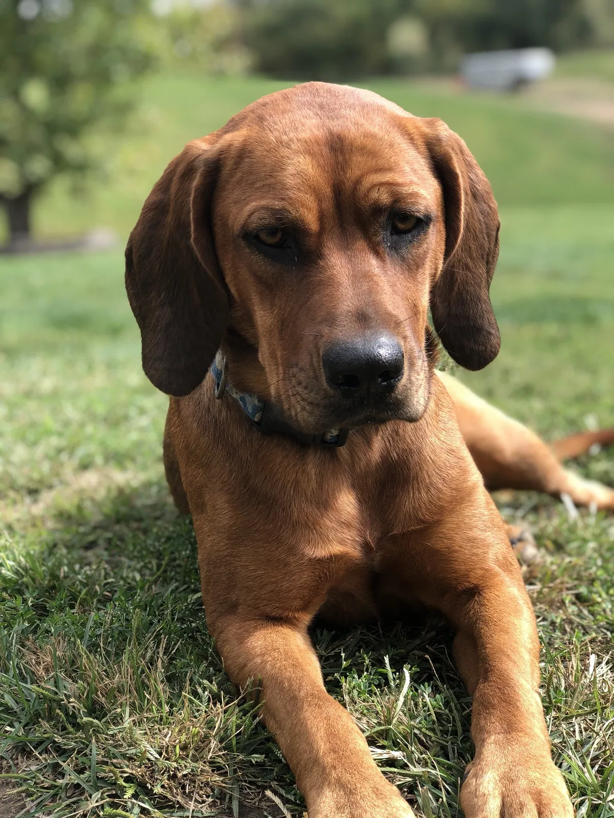 Lost dog in Indianola, IA, 50125