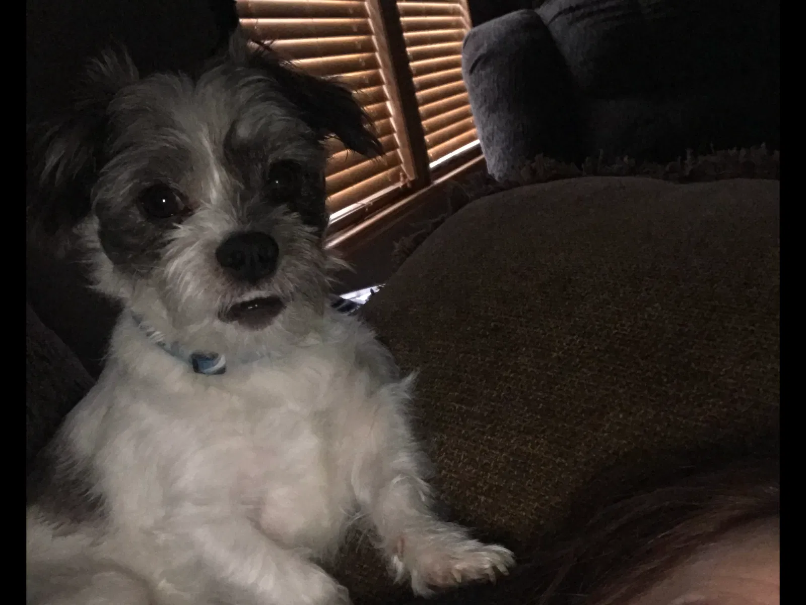 Lost dog in Centreville, MD, 21617