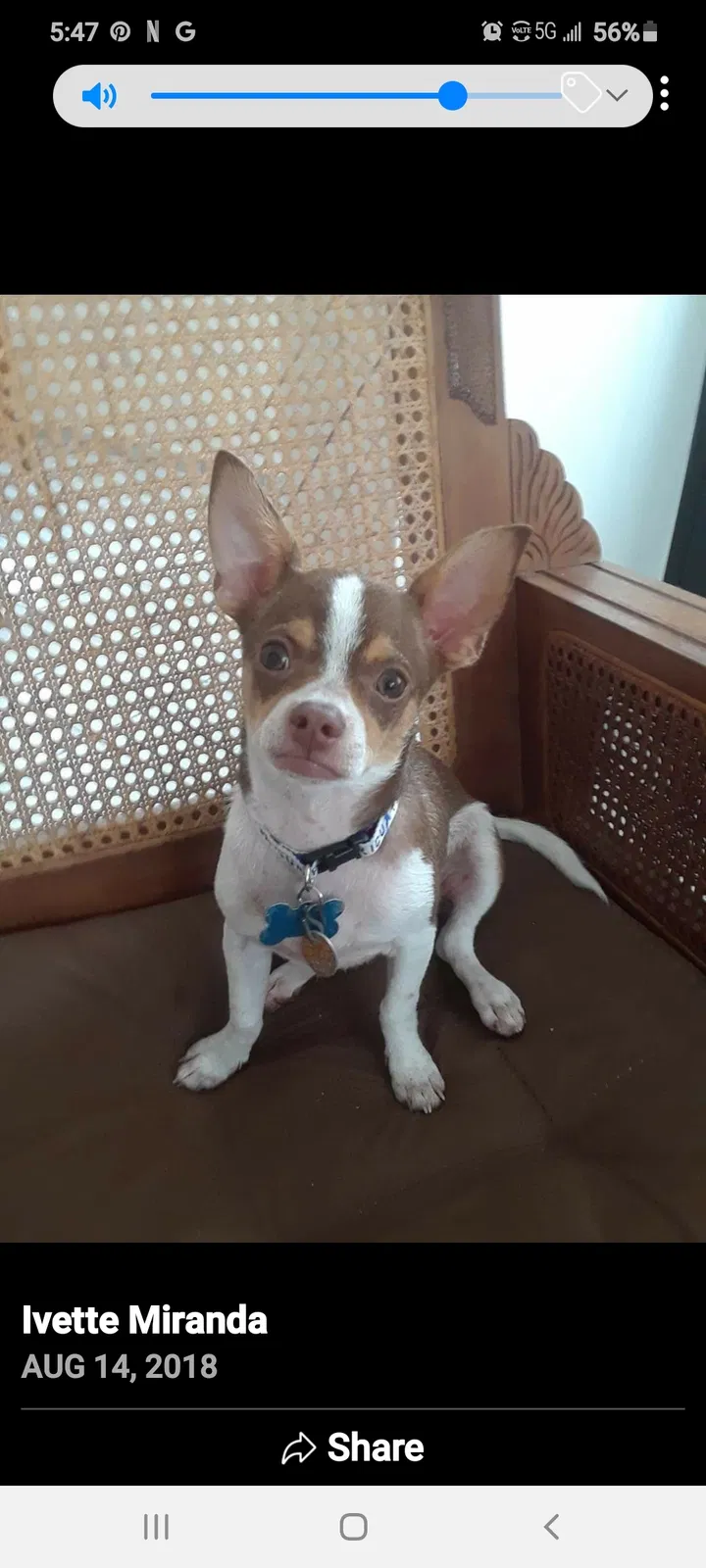 Lost dog in Lincoln Park, MI, 48146