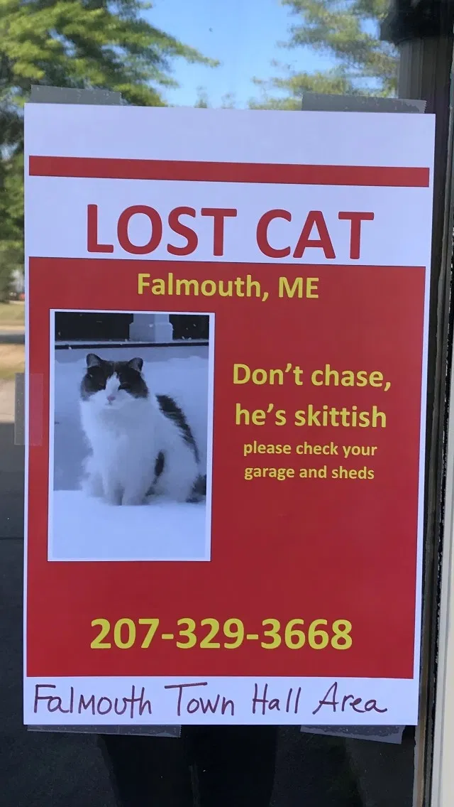 Lost cat in Falmouth, ME, 4105