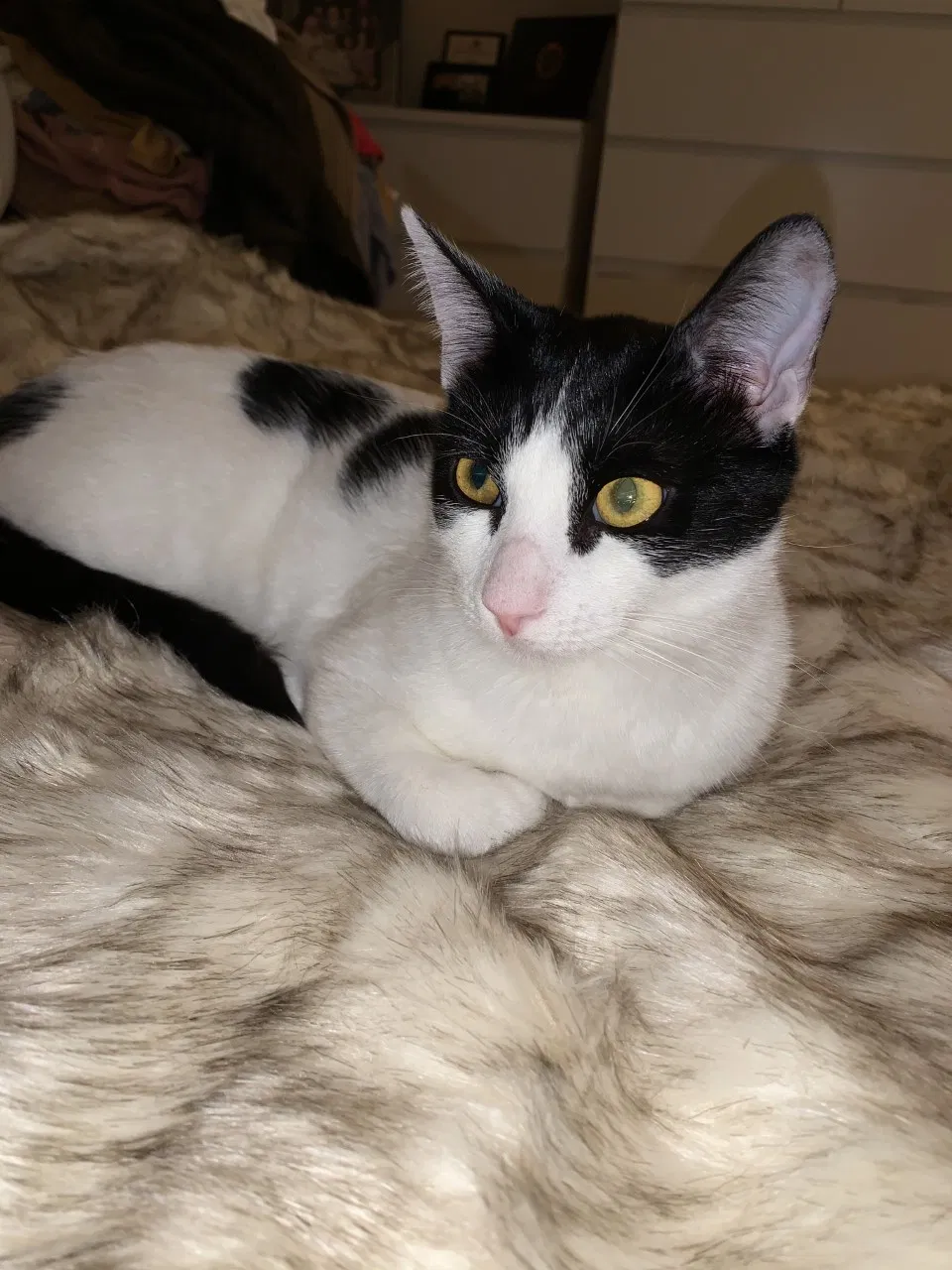 Lost cat in Ozark, MO, 65721