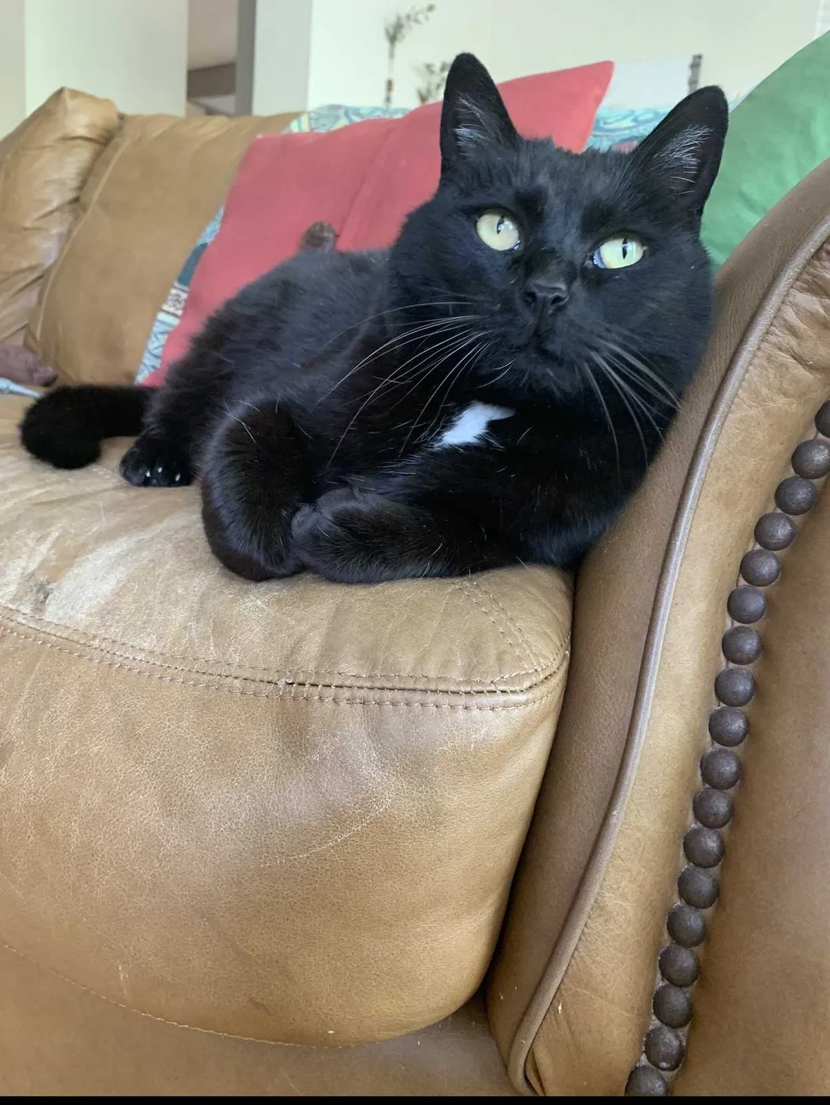 Lost cat in Vallejo, CA, 94590