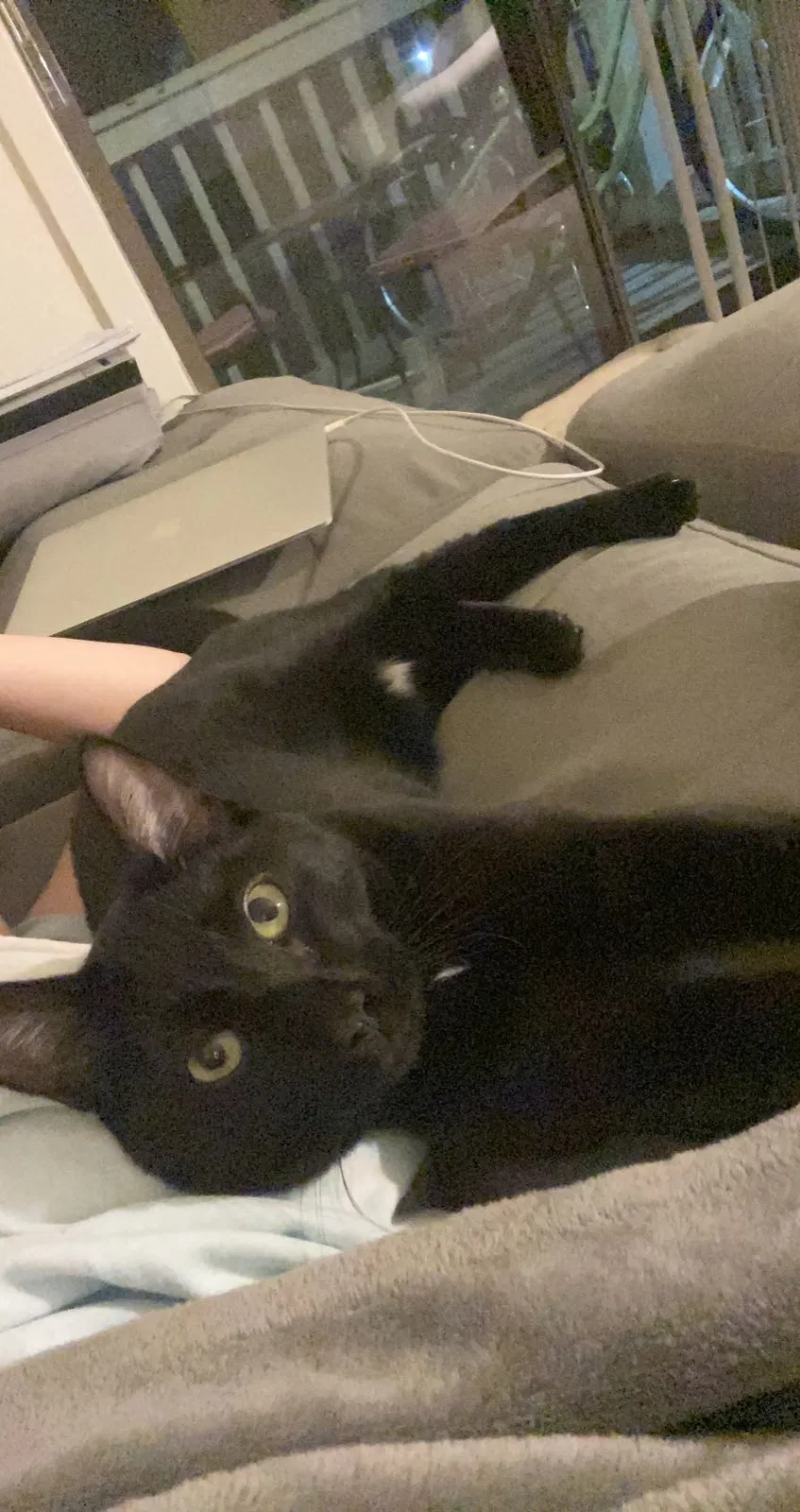 Lost cat in Wilmington, NC, 28403