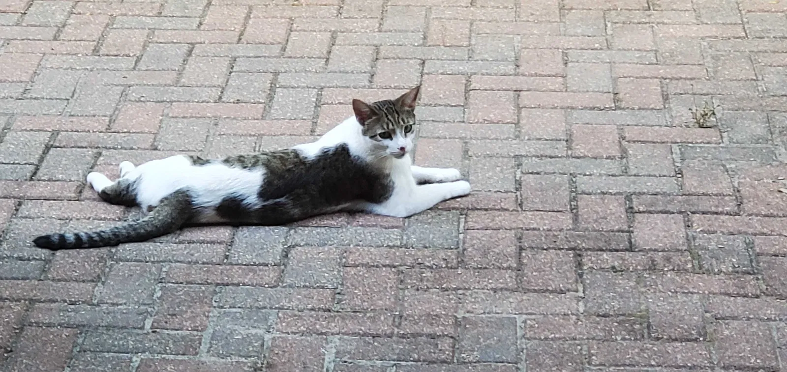 Lost cat in San Tan Valley, AZ, 85140