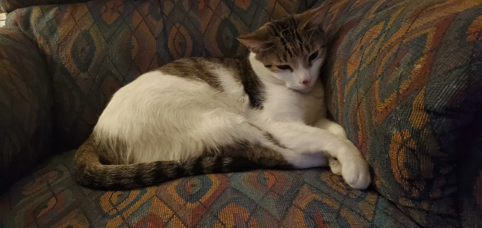 Lost cat in San Tan Valley, AZ, 85140