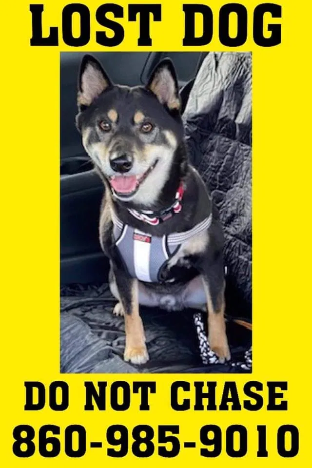 Lost dog in East Hartford, CT, 6118