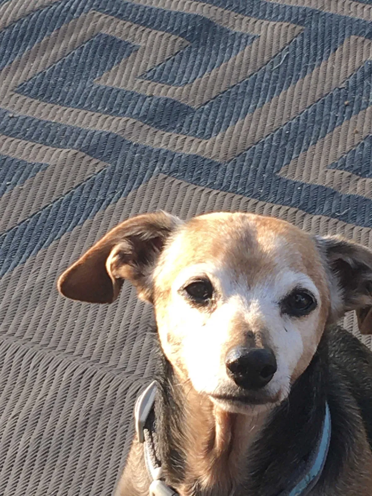 Lost dog in Anson, TX, 79501