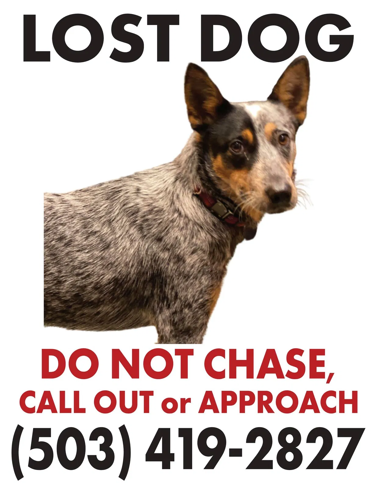Lost dog in Seattle, WA, 98117