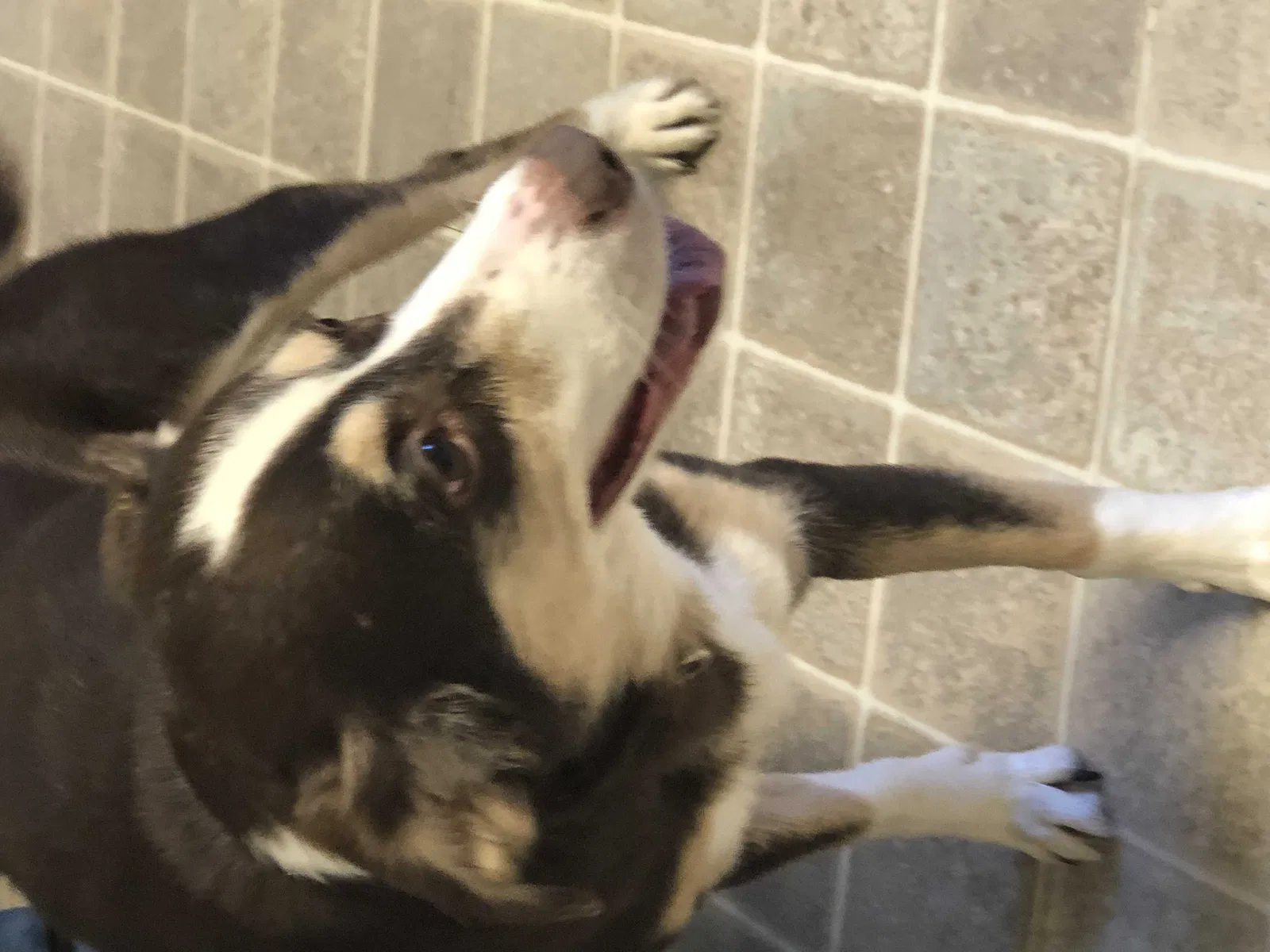 Lost dog in Pittsburgh, PA, 15208