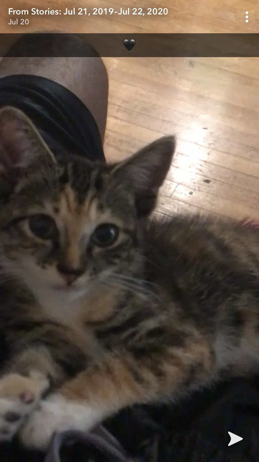 Lost cat in Columbia, SC, 29201